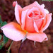 Rosa apricot spice,Rose Apricot Spice - Kadiyam Nursery