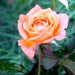 Rosa arizona - Kadiyam Nursery