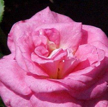 Kadiyam's Best Rose Plants, Varieties  and Nurseries — Page 5 — Kadiyam  Nursery