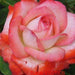 Rosa cabaret,Rose Cabaret - Kadiyam Nursery