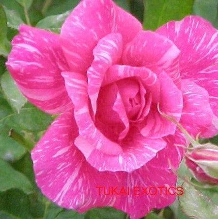 Rosa calcutta 300,Rose Calcutta 300 - Kadiyam Nursery