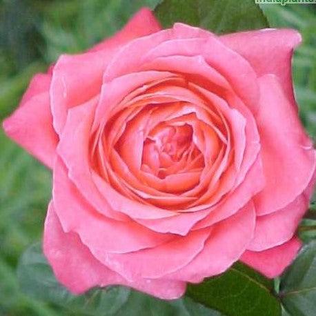 Experience the Beauty of an Everlasting Rose with the Rosa Eterna Plan —  Kadiyam Nursery