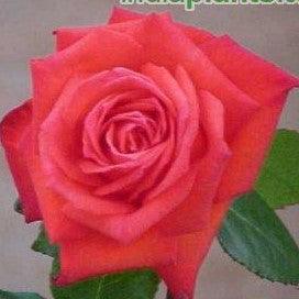 Rosa coalite flame,Rose Coalite Flame - Kadiyam Nursery