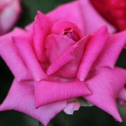 Rosa devotion,Rose Devotion - Kadiyam Nursery