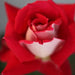 Rosa esculata claura,Rose Esculata Claura - Kadiyam Nursery