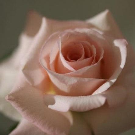 Experience the Beauty of an Everlasting Rose with the Rosa Eterna Plan —  Kadiyam Nursery