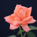 Rosa folklore,Rose Folklore - Kadiyam Nursery