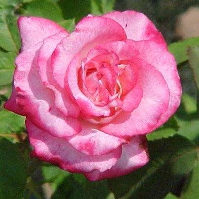 Rosa gardens of the world,Rose Gardens Of The World - Kadiyam Nursery