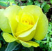 Rosa golden meidallon - Kadiyam Nursery
