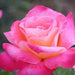 Rosa granada,Rose Granada - Kadiyam Nursery