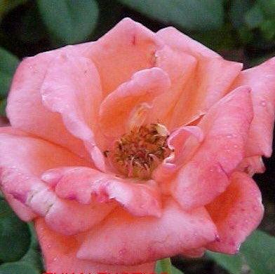 Rosa harmonie,Rose Harmonie - Kadiyam Nursery