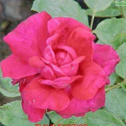 Rosa inspiration,Rose Inspiration - Kadiyam Nursery