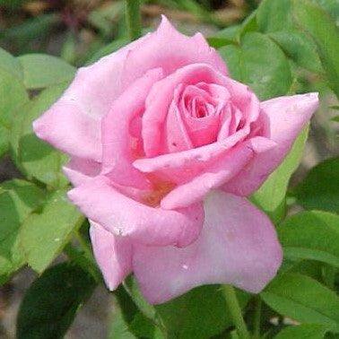 Rosa jadis,Rose Jadis - Kadiyam Nursery