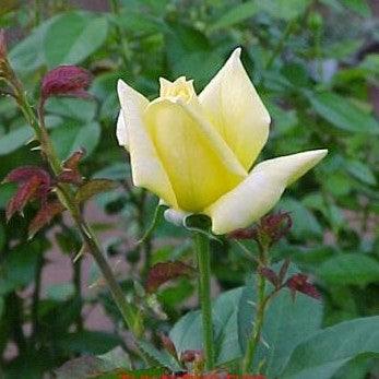 Rosa landora,Rose Landora - Kadiyam Nursery