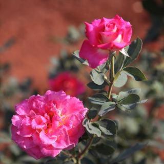 Rosa love,Rose Love - Kadiyam Nursery