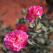 Rosa love,Rose Love - Kadiyam Nursery