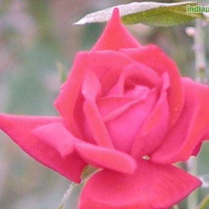 Rosa loving memory,Rose Loving Memory - Kadiyam Nursery