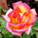 Rosa mascote,Rose Mascote - Kadiyam Nursery