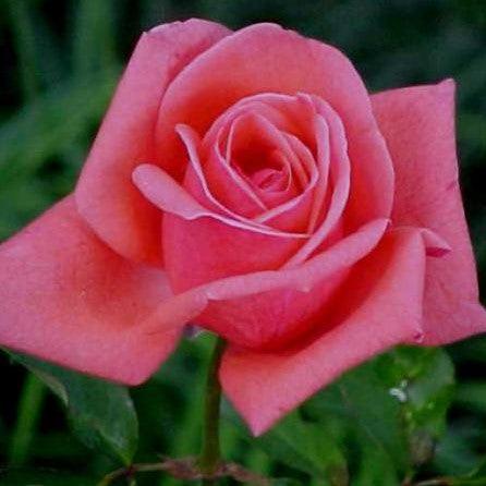 Rosa montezuma,Rose Montezuma - Kadiyam Nursery