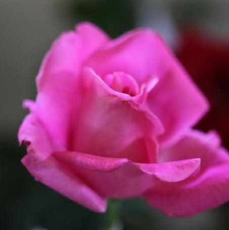 Rosa perfume delight,Rose Perfume Delight - Kadiyam Nursery
