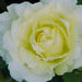 Rosa peudouce,Rose Peudouce - Kadiyam Nursery