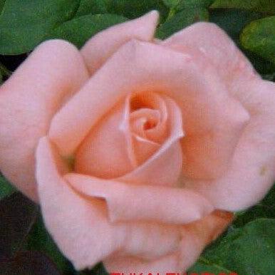 Rosa pink charm,Rose Pink Charm - Kadiyam Nursery