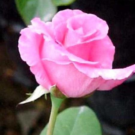 Rosa pink dream,Rose Pink Dream - Kadiyam Nursery