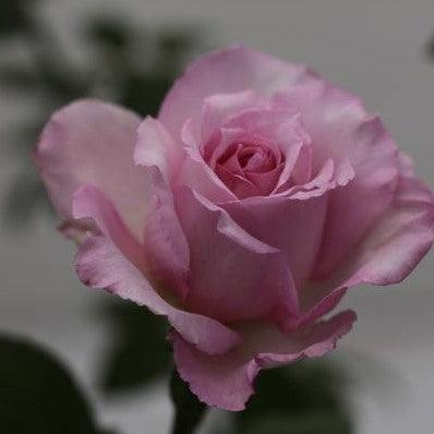 Rosa pristine,Rose Pristine - Kadiyam Nursery