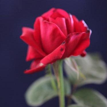 Rosa red masterpiece,Rose Red Masterpiece - Kadiyam Nursery