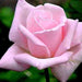 Rosa royal highness,Rose Royal Highness - Kadiyam Nursery