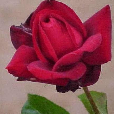 Rosa samourai,Rose Samourai, Rose Scarlet Night - Kadiyam Nursery