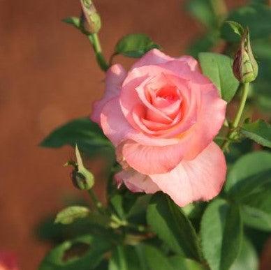Rosa sea pearl,Rose Sea Pearl - Kadiyam Nursery