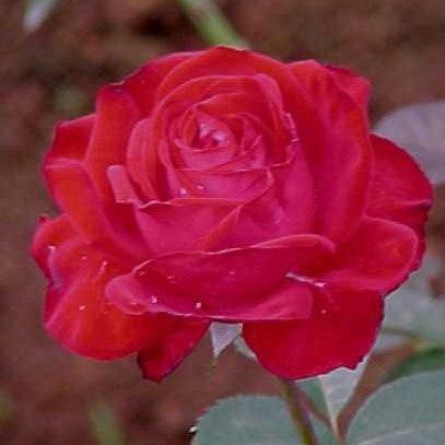 Hybrid Red Rose Flower Plant (Live Plant. Variety Roses) 1- Live Plant —  Kadiyam Nursery