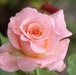 Rosa silvia,Rose Silvia - Kadiyam Nursery