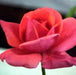 Rosa soraya,Rose Soraya - Kadiyam Nursery