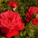 Rosa summer holiday,Rose Summer Holiday - Kadiyam Nursery