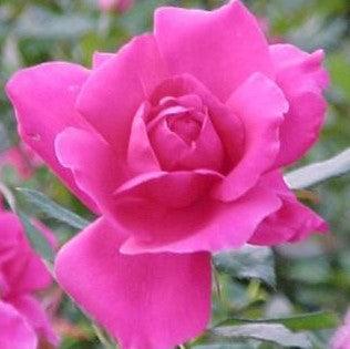 Rosa taj mahal,Rose Taj Mahal - Kadiyam Nursery