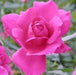 Rosa taj mahal,Rose Taj Mahal - Kadiyam Nursery