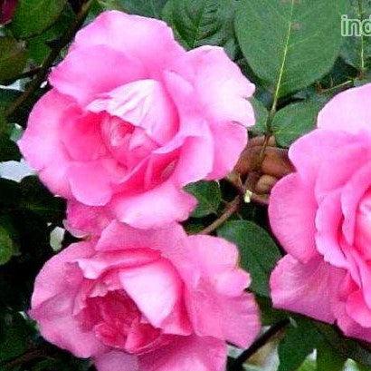 Rosa the macartney rose,Rose The Macartney Rose - Kadiyam Nursery