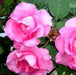 Rosa the macartney rose,Rose The Macartney Rose - Kadiyam Nursery