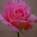 Rosa tiffany,Rose Tiffany - Kadiyam Nursery