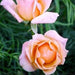 Rosa tonga,Rose Tonga - Kadiyam Nursery