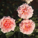 Rosa tournament of roses,Rose Tournament Of Roses - Kadiyam Nursery