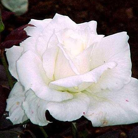 Rosa white success,Rose White Success - Kadiyam Nursery