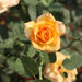 Rose Gladiator,Rose Gold Medal - Kadiyam Nursery