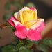 Rose Holstienpearl,Rose Horticolor - Kadiyam Nursery