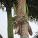 Roystonea oleracea,South American Royal Palm, Feathery Cabbage Palm - Kadiyam Nursery