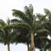 Roystonea oleracea,South American Royal Palm, Feathery Cabbage Palm - Kadiyam Nursery