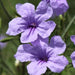Ruellia brittoniana,Desert Petunia, Florida Bluebells, Mexican Petunia, Mexican Blue Bells, - Kadiyam Nursery