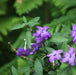 Ruellia squarrosa,Ruellia Purple - Kadiyam Nursery